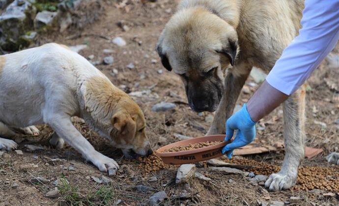 Belediyelere her sahipsiz köpek için 71 bin lira ceza uygulanacak – Birlik Haber Ajansı