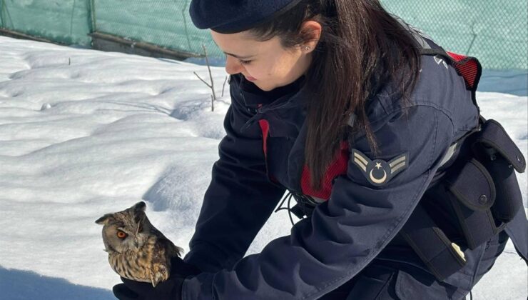 Artvin’de yaralı bulunan baykuş tedavi edilerek doğaya salındı – Birlik Haber Ajansı