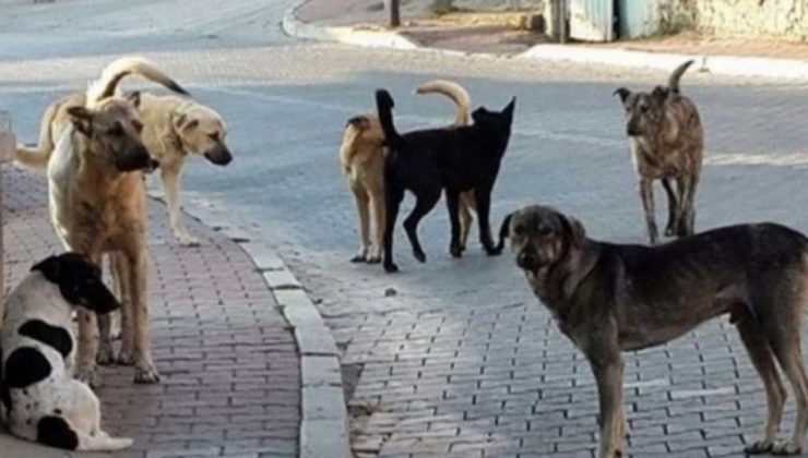 Altındağ’da 6 yaşındaki çocuk ölü bulundu: Şüpheli ölümde köpek izi – Birlik Haber Ajansı