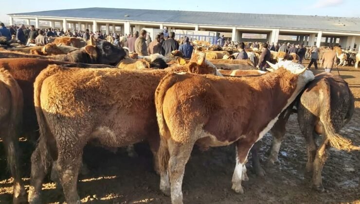 Kars’ta şap tehdidi! Hayvan pazarları kapatıldı! – Birlik Haber Ajansı