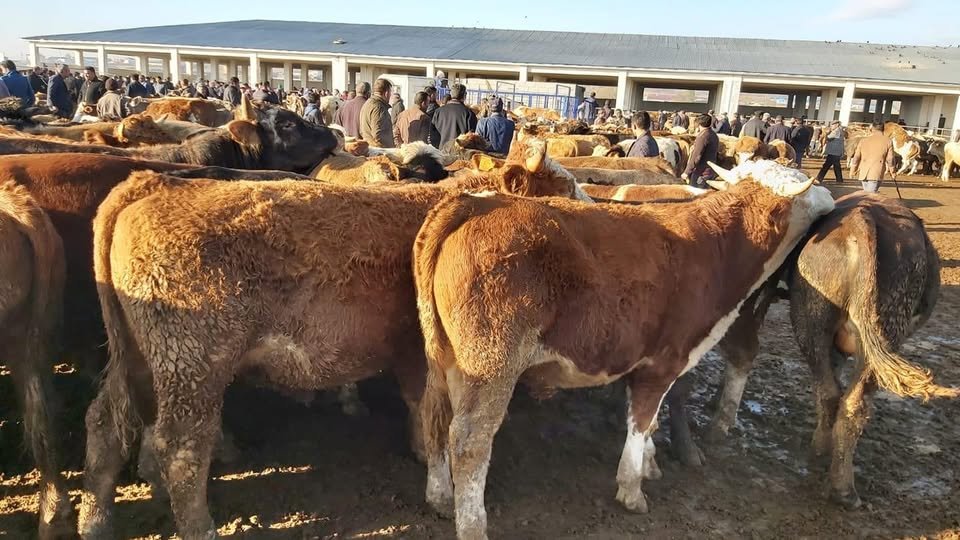 Kars’ta şap tehdidi! Hayvan pazarları kapatıldı! – Birlik Haber Ajansı