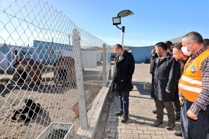 Vali Ziya Polat, sahipsiz sokak hayvanları doğal yaşam alanında incelemelerde bulundu – Birlik Haber Ajansı