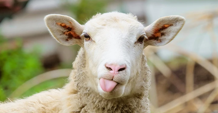 TİGEM, 700 küçükbaş hayvan için ihale düzenliyor – Birlik Haber Ajansı