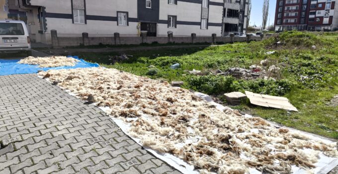Kars’ta yün yıkama geleneği devam ediyor – Birlik Haber Ajansı