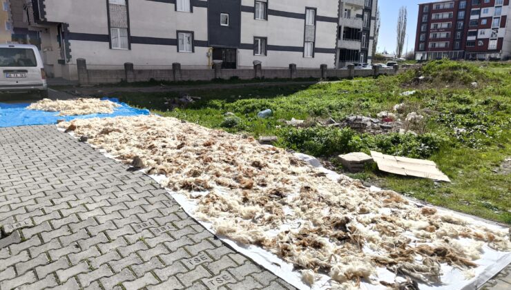 Kars’ta yün yıkama geleneği devam ediyor – Birlik Haber Ajansı