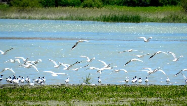 Nallıhan’da Foto Safari heyecanı başlıyor – Birlik Haber Ajansı